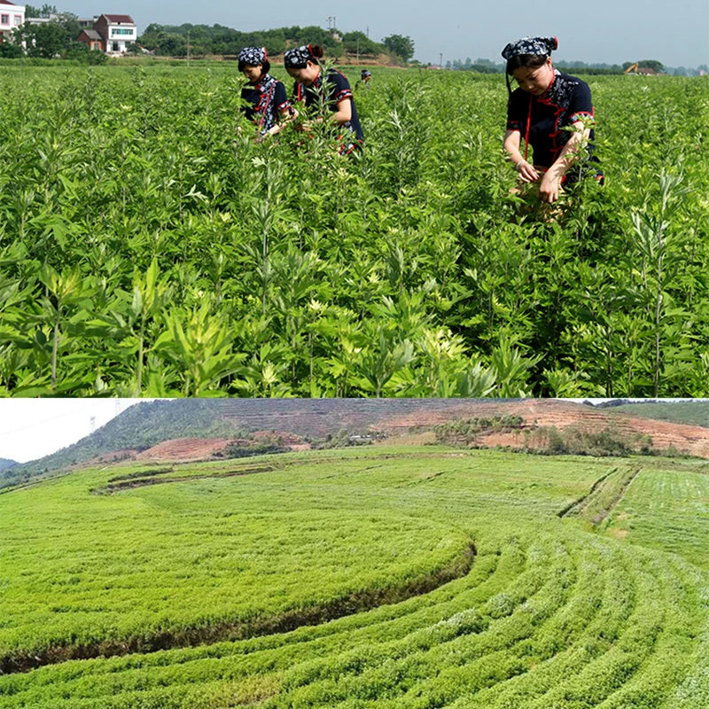 Brass Copper Box Smokeless Moxibustion Bag hierbas medicinales Burner Moxa Therapy Body Acupoint Meridian Warm Massage