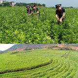 Brass Copper Box Smokeless Moxibustion Bag hierbas medicinales Burner Moxa Therapy Body Acupoint Meridian Warm Massage